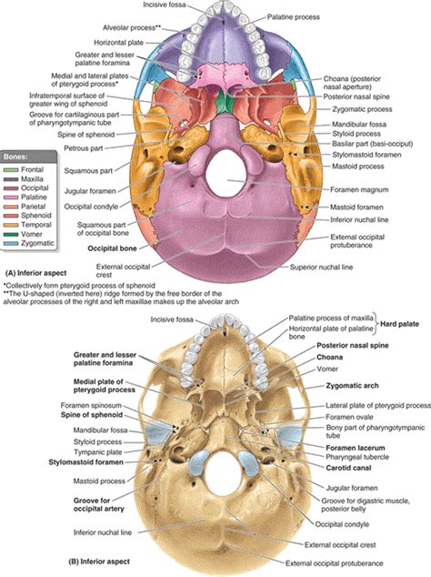 Skull Foramina 2 Muscle Anatomy Anatomy And Physiology Massage Place