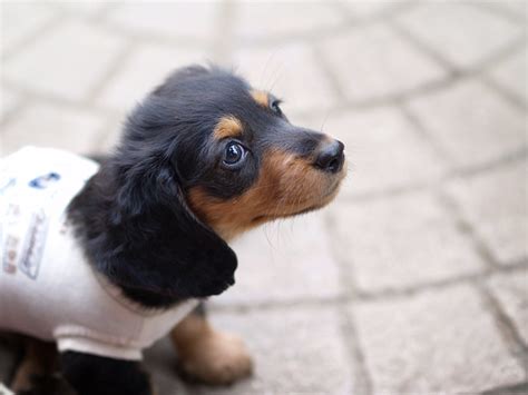 They have a very keen sense of smell. Dachshund | Flickr - Photo Sharing!