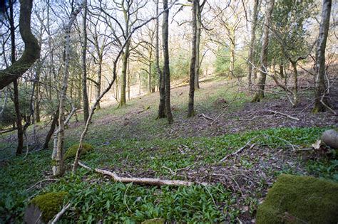Free Stock Photo 8723 Open woodland on a hillside | freeimageslive