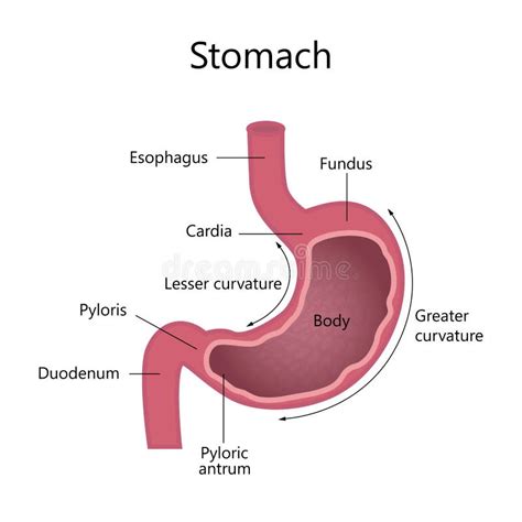 Understanding The Human Stomach Anatomy With Labeled Diagrams