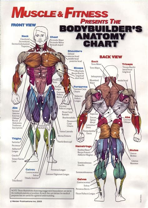 Human muscle system, the muscles of the human body that work the skeletal system, that are under voluntary control, and that are concerned with movement, posture, and balance. Musculature Anatomy Chart In Color | Musculature anatomy chart / Musculature anatomy chart ...