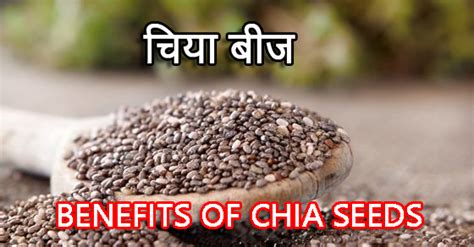 चिया बीज क्या है जानिए इसके फायदे और नुक्सान Chia Seeds Benefits And