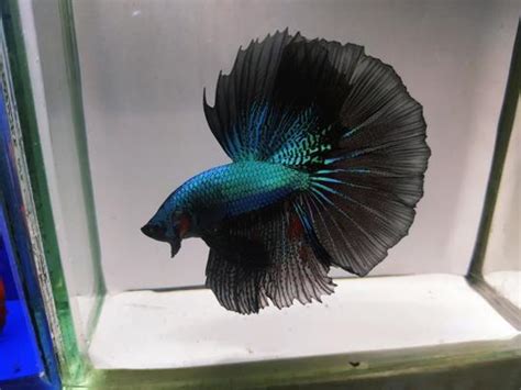 Giant Betta Tank Size Lifespan Appearance Behavior And Detailed Care