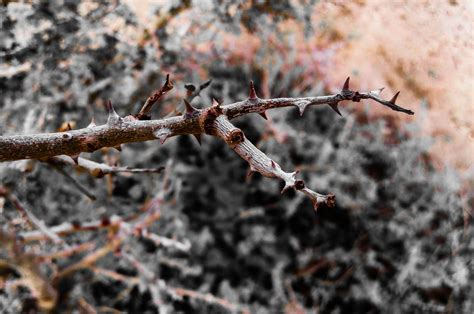 Brown Thorny Tree Branch · Free Stock Photo