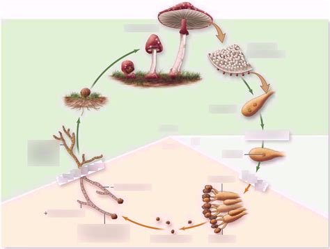 Life Cycle Basidiomycetes Diagram Quizlet