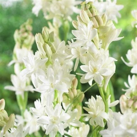 Find over 100+ of the best free flowers images. Buy flowers online - Rajnigandha arrangement - Fresh ...
