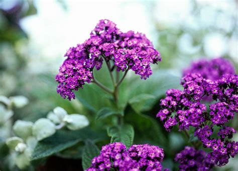 The Best Fragrant Flowers For Your Garden Better Homes And Gardens