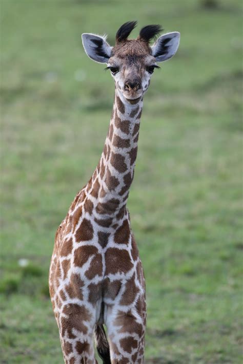 Baby Giraffe In Masai Mara Smithsonian Photo Contest Smithsonian