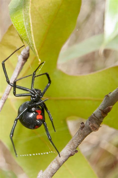 Black widow spiders can be found around firewood piles, in trash, rubble piles, under or around houses and privies, sheds and garages. Black Widows Infest Grapes: Poisonous Spiders Found ...
