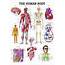 The Human Body Chart  Clinical Charts And Supplies