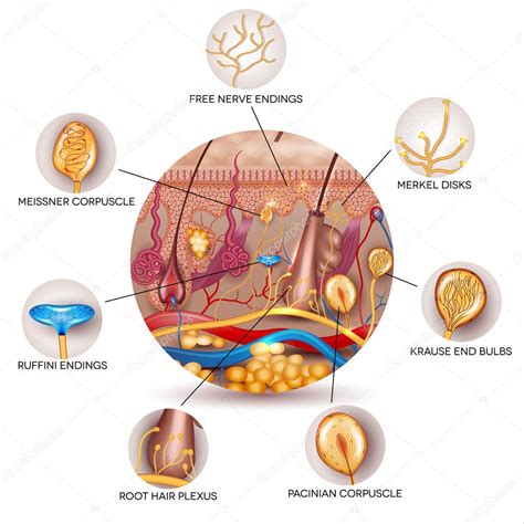 Anatomia Da Pele E Receptores Sensoriais Na Pele Imagem Vetorial De
