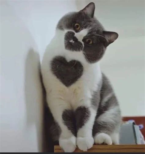 This Cat With Heart Shaped Fur Roddlyterrifying