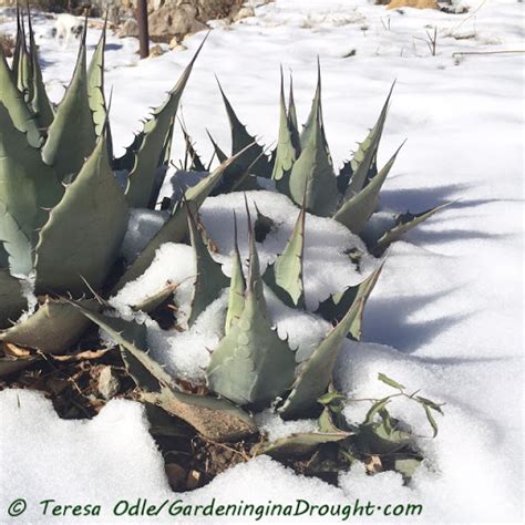 Christmas cacti bloom just in time for the holidays (hence their name), and they're pretty stunning too. 小雪赏肉，冰雪里的多肉 - 多肉联萌