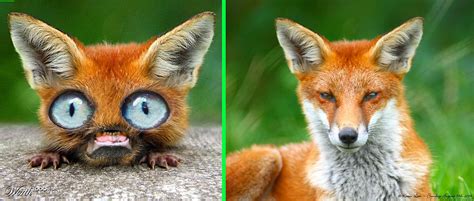 Fake Big Eyes The Original Image Of A Fox Is On The Right Fake