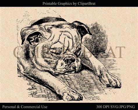 Vintage Bulldog Clipart Commercial Use Ok Printable Bulldog Graphic