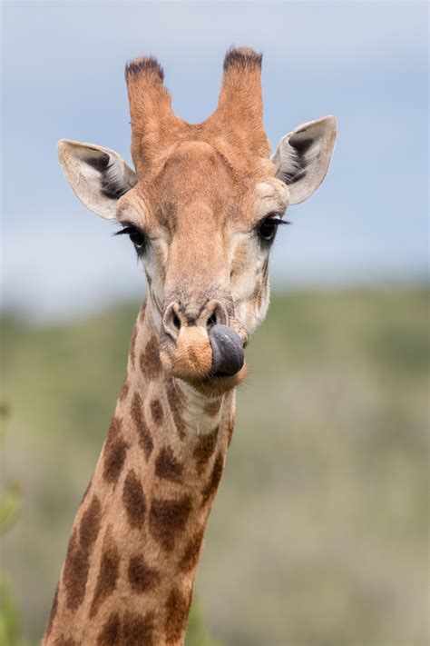 Fun And Interesting Giraffe Facts Kariega Game Reserve