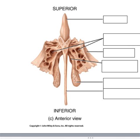 Ethmoid Bone Anterior View Diagram Quizlet