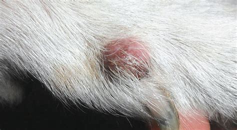 Sebaceous Adenoma In Dogs Tumor Diagnosis And Treatment