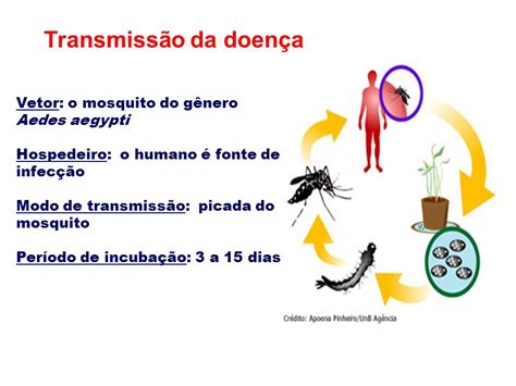 Considere As Seguintes Possibilidades De Transmissão De Um Agente Patogênico