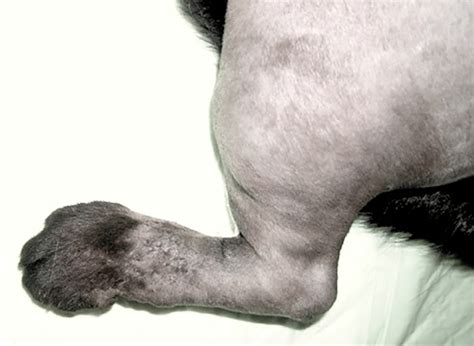 Image Of The Left Pelvic Limb The Swelling Pitting Edema Is Visible