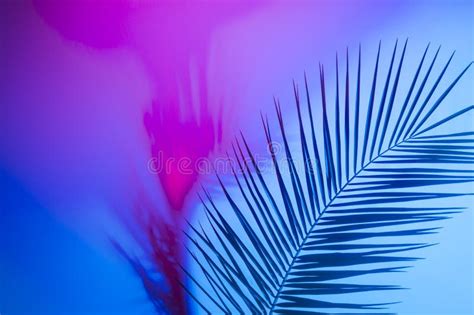 Bright Tropical Leaves Of Paradise Palm Leaves In Neon Light Stock