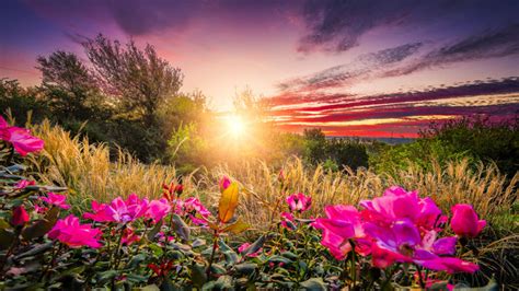 Beautiful Morning Sunrise Flowers Amalina