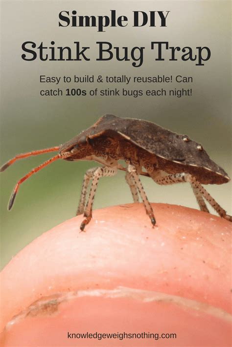 Simple Diy Stink Bug Trap Works Fast Build One Today Diy Pest