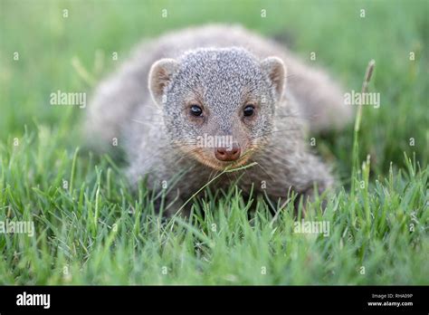 A Close Up Of A Banded Mongoose Mungos Mungo Lying On The Grass In