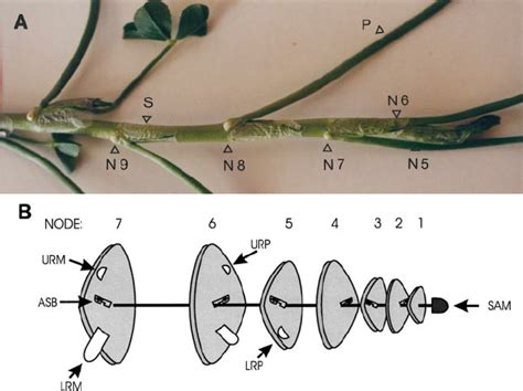 Stolon Morphology Of A Wild Type White Clover Plant A Underside View