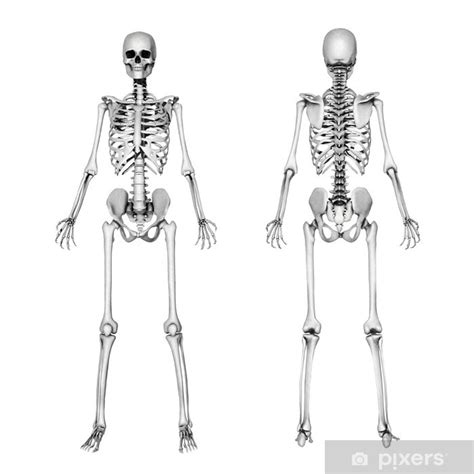 Wall Mural Skeleton Front And Back Pencil Drawing Style 3d Render