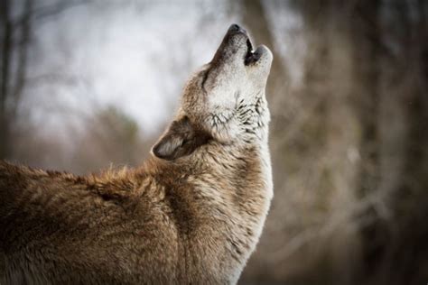 Court Settlement Provides Hope For Mexican Gray Wolves Protect The