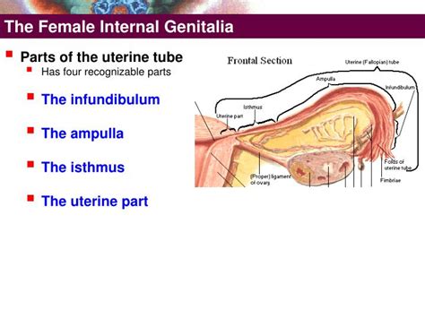 Understand the origins of the external genitalia. PPT - The Female External Genitalia PowerPoint ...