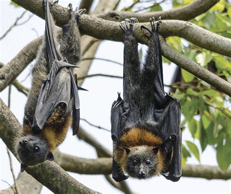 Plea Issued To Help Protect Vulnerable Grey Headed Flying Foxes In