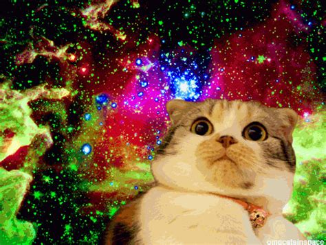 All New Cats In Space Will Have Everyone Laughing Space Cat Galaxy