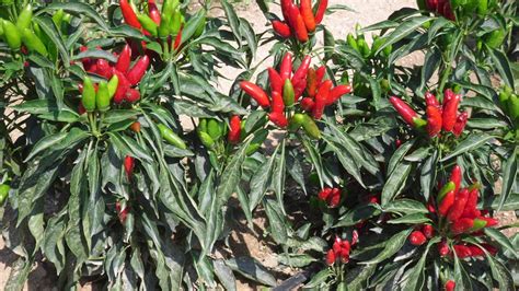 The sweet pepper is called peperone (plural peperoni) in italian. Semillas de Peperoncino italiano (Capsicum annuum ...