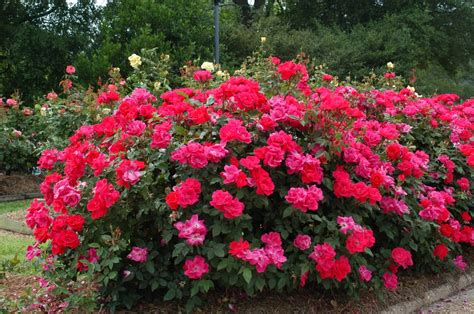 How To Plant A Rose Bush Hirerush Blog
