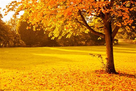 Yellow Autumn Free Stock Photo Public Domain Pictures