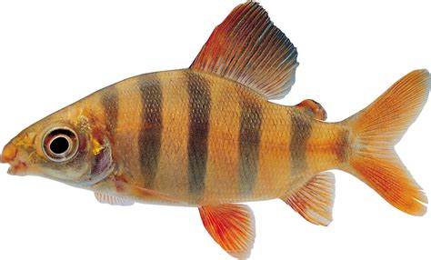 Рыба Png изображения доступны для бесплатного скачивания Crazypng Png