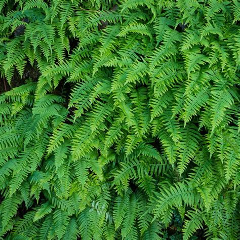 Shade Plants - Gardening @ From House To Home in 2020 ...