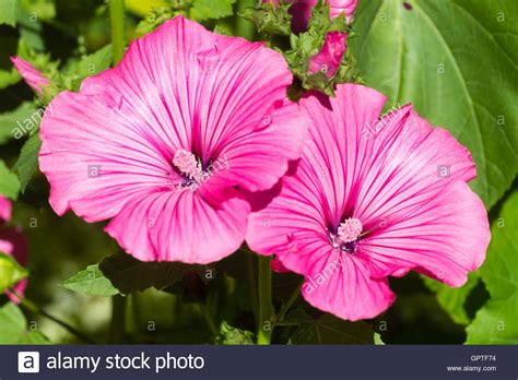 Large Pink Flowers Of The Bushy Long Flowering Annual