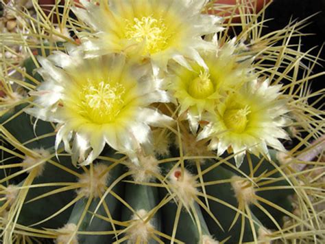 Most are succulents, which store water. Ferocactus glaucescens (Blue Barrel Cactus) | World of ...