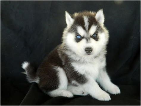 Find the perfect puppies in texas (tx)! Timber Wolf Dogs For Sale | Wolf Dog Puppy (Husky/Timber ...