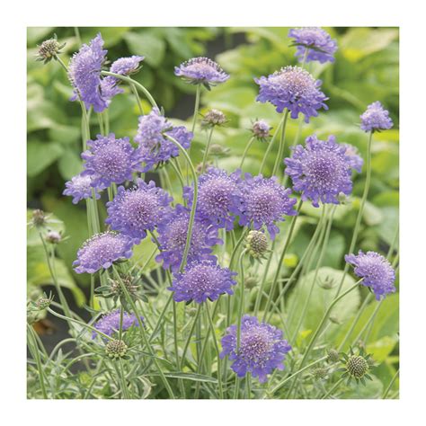 Scabiosa Columbaria Butterfly Blue Roses André Eve