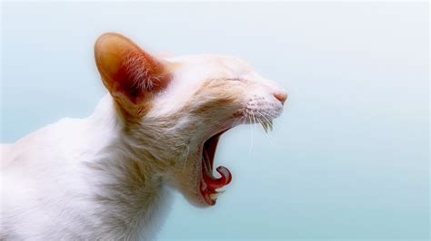 1250925 4k Cute Yawning Cat Rare Gallery Hd Wallpapers