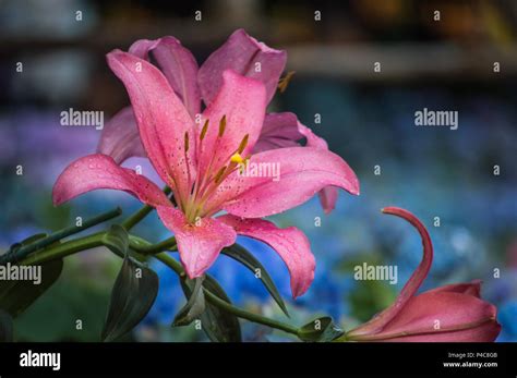 Beautiful Lily Hi Res Stock Photography And Images Alamy