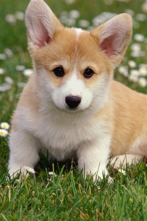 Pin By Khloe Roundy On Animals ♥ Corgi Dog Cute Animals Corgi Puppy