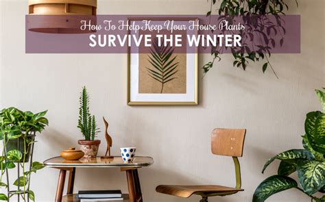 How To Help Your House Plants Survive The Winter Berkshire Hathaway