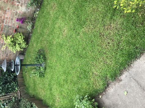 Yet Another Brown Patchy Lawn — Bbc Gardeners World Magazine