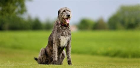 Ирландский волкодав: все о собаке, фото, описание породы ...