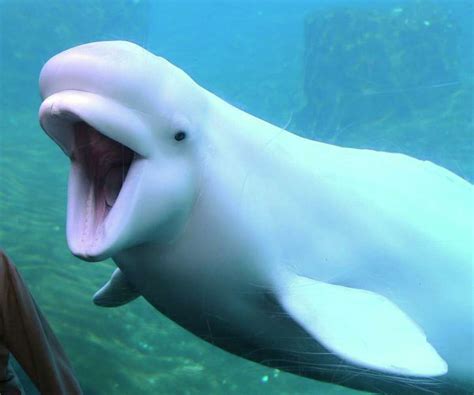 Opinion Who Are Belugas The Answer Is In The Wild